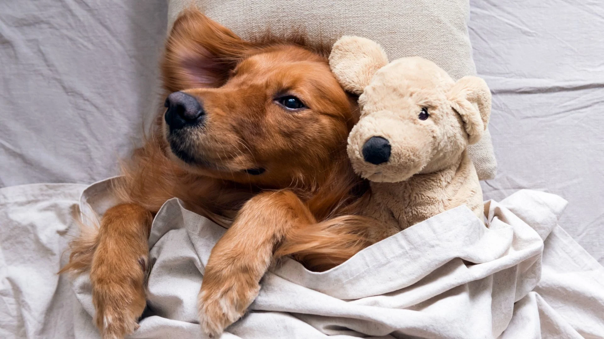 Dog relaxing in bed beside a teddy bear